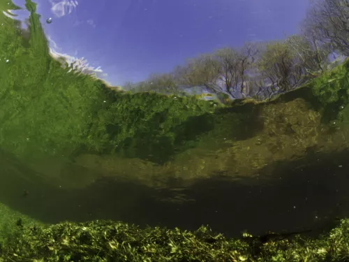 River Itchen, with aquatic plants reflected in the surface. England: Hampshire, Ovington, May