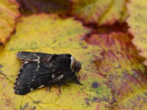 A December moth standing on a a yellow leaf. It's a fluffy moth with wavy cream lines across its charcoal wings