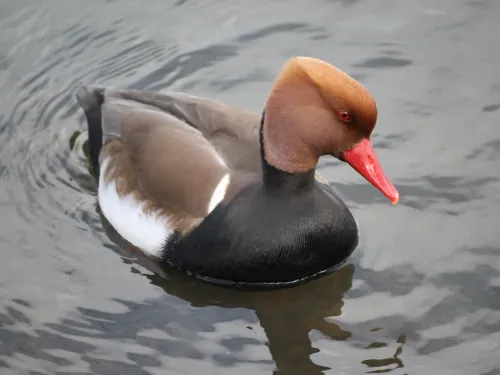 A drake red-crested pochard swimming. It's a striking duck with a black breast, brown back and head, fiery orange crown and bright coral red beak.