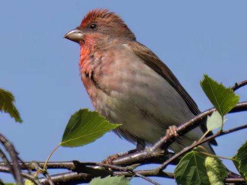 A male common rosefinch perched on a thin tree branch. It's a chunky bird with a red wash to the face and breast