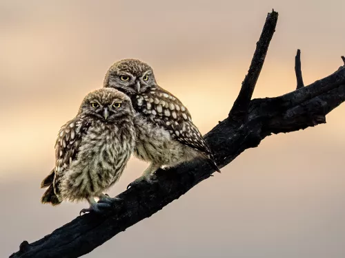 Little owl brothers sitting together on a branch