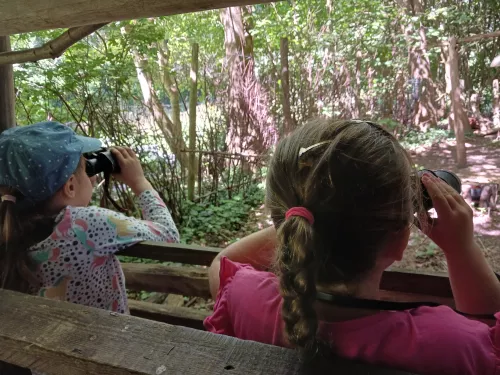 Children holding binoculars to their eyes as they watch wildlife from a bird hide in a woodland