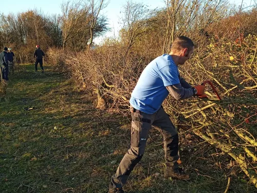 Hedge laying in Dover