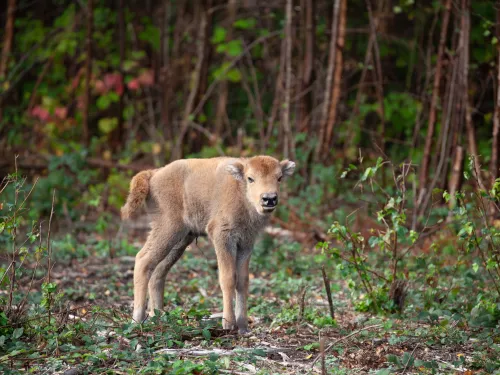 Bison Calf