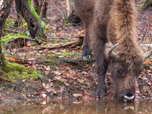 Bison drinking water