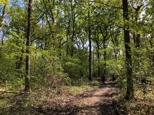 Blean Vegetation. A woodland in the summer's light. Photo taken May 22 by Donovan Wright