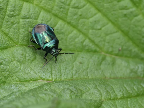 Blue Shieldbug (Zicronia caerulea) by Vaughn Matthews