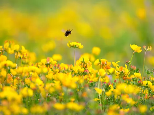 Bumblebee in Birds Foot Trefoil by Jon Hawkins