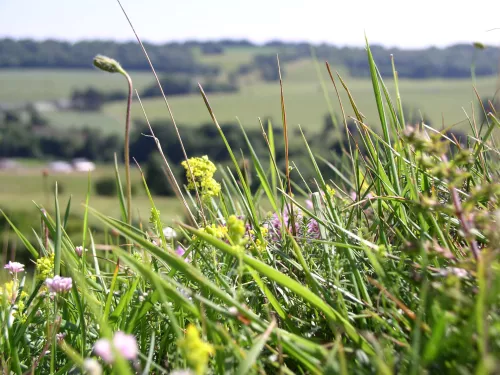 Chalk grassland, Dan Attwood