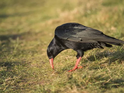 Red-Billed Chough by Janet Packham