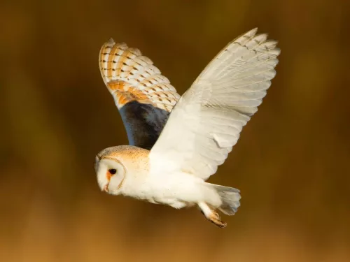 Barn owl © Danny Green