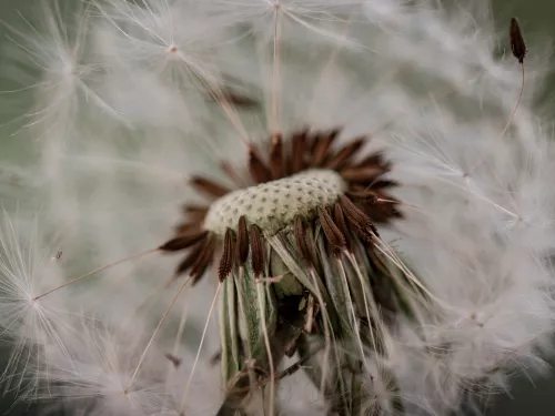 Dandelion Macro_Hannah Austen