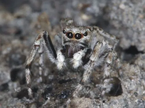 Distinguished Jumping Spider