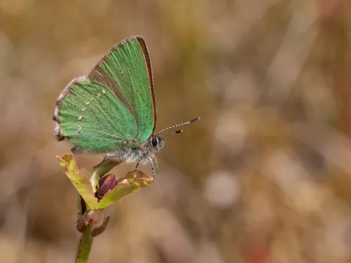 Green hairstreak butterfly by Vaughn Matthews