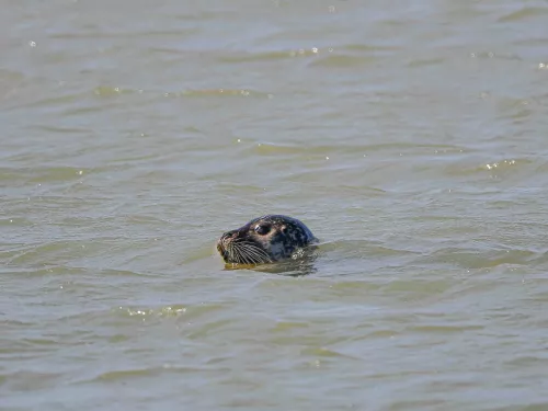 seals at pegwell bay