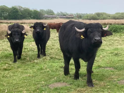 Ham fen water buffalo