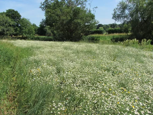 Hever meadow - Anna David