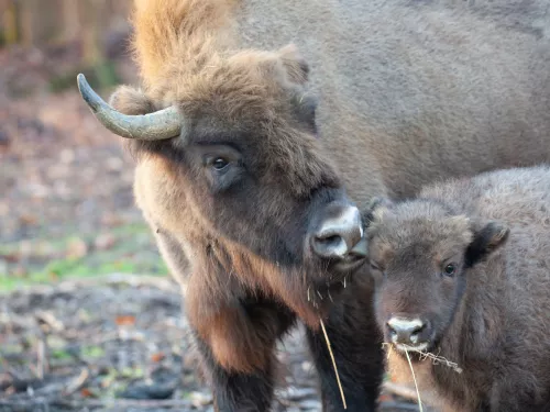 F1 bison licking first Calf, showing it affection in Dec 2022 image by Donovan Wright