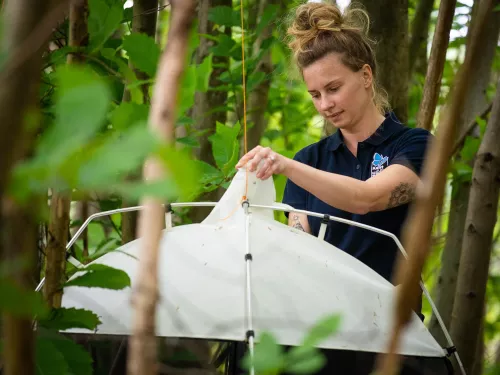 Kora, Kent Wildlife Trust's ecologist at the Blean putting out monitoring equipment