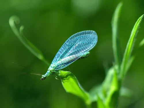 Lacewing (Chrysopa perla) © Jaybee