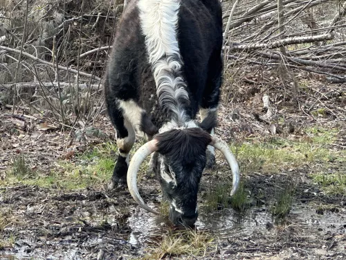 Longhorn cow