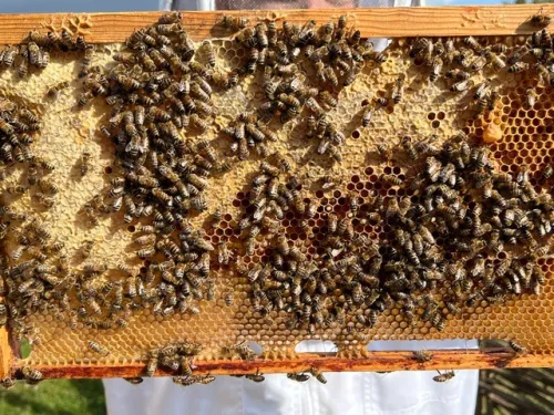 Northfleet Technical College beehive