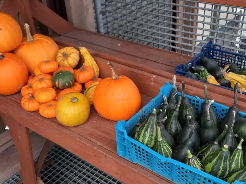 Pumpkins for sale Romney Marsh Centre