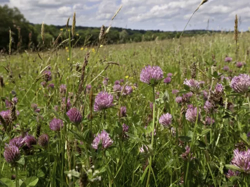 Red clover growing in a hay meadow © Ross Hoddinott