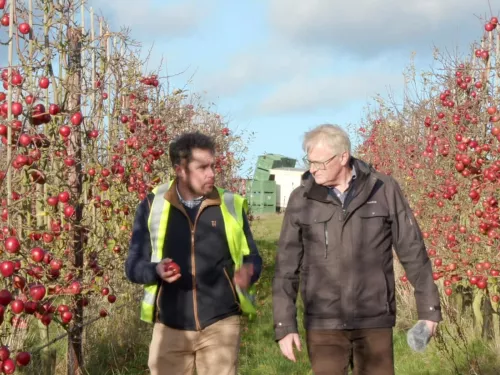 Two men in warm clothes talking while walking through an apple orchard.