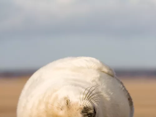 Seal pup asleep on beach ©Tom Marshall