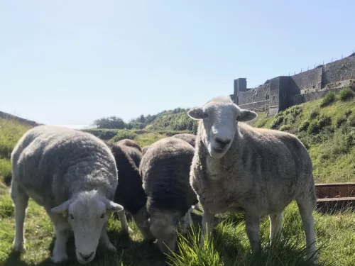 Sheep at Dover Castle