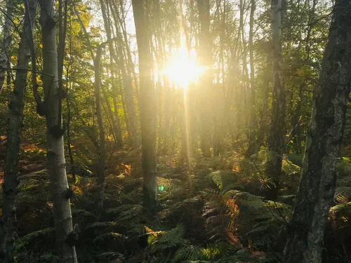 The Blean on a November morning during soil sampling