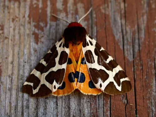 Tiger moth