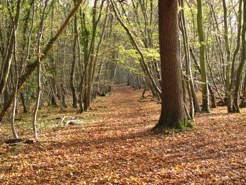 West Blean and Thorndon Woods