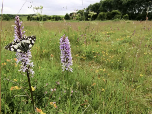 Marbled white butterfly on a common spotted orchid in a wildflower meadow © Tom Marshall