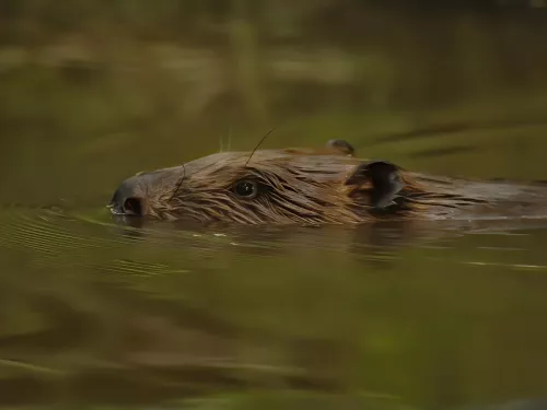 Beaver swimming with its head just above the water © Russell Savory