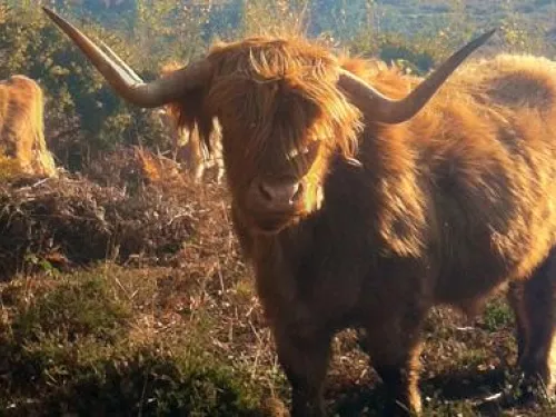 highland cow