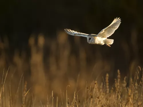 Barn Owl © Danny Green