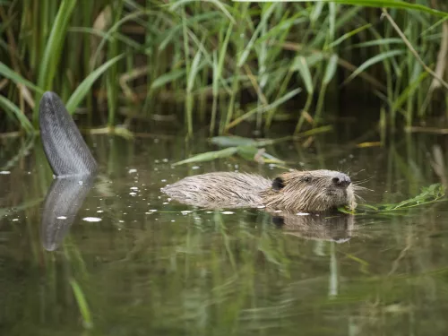 beaver ham fen swimming terry whittaker