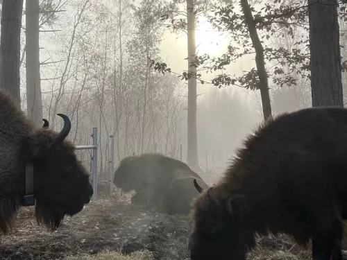 Bison in the mist at Blean.