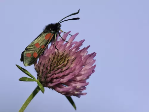 burnet moth