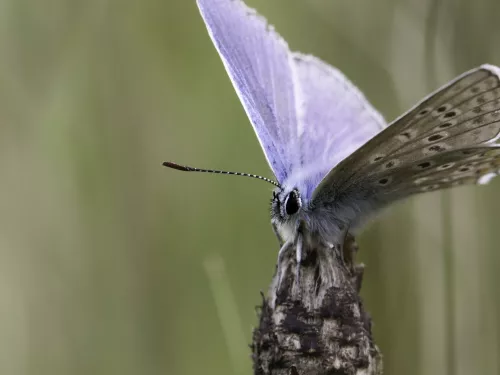 common blue butterfly