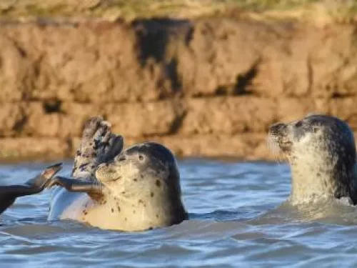 Common seal - Russel Miles