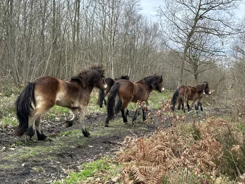 Exmoor ponies running through west blean and thorndon woods