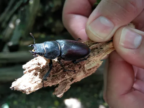 Female stag beetle