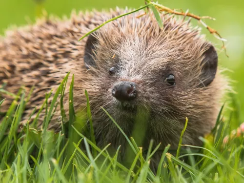 Hedgehog on the grass by Thomas John Ellis