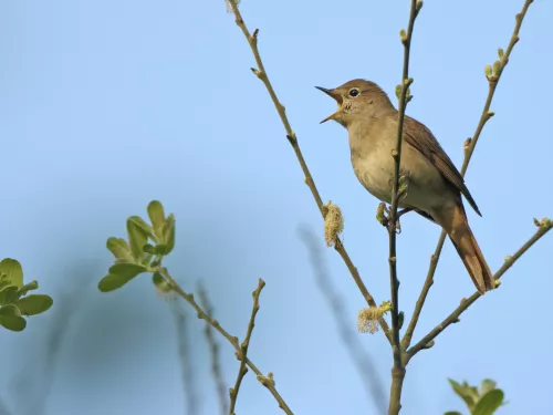 Nightingale © Chris Gomersall/2020VISION