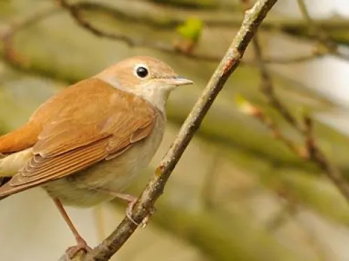 nightingale_amy_lewis