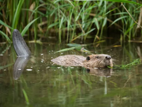 Beaver swimming with food in its mouth by Terry Whittaker