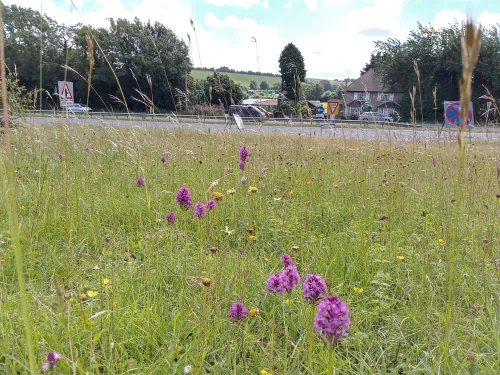 Roadside Nature Reserve Shoreham